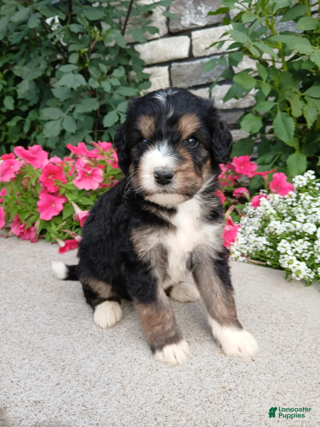 Bernedoodle dogs for sale: Layne - Ad 1