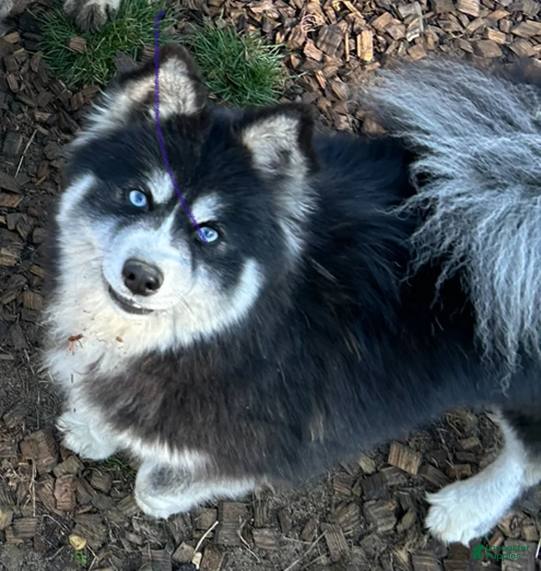 Pomsky dogs for sale: Rue - Ad 1