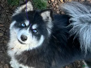 Pomsky dogs Rue - Ad 29