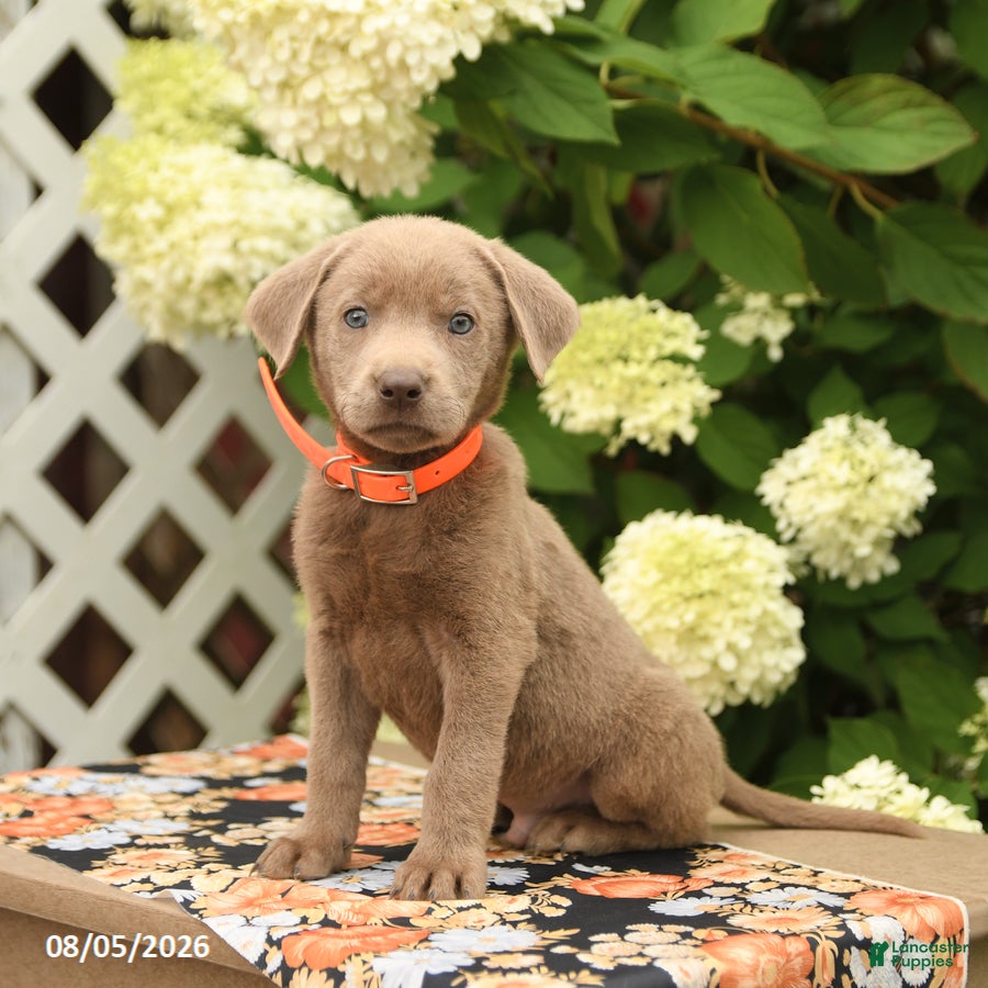 Labrador Retriever dogs Monty - Ad 2