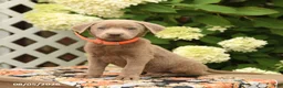 Labrador Retriever dogs for sale: Monty - Ad 2