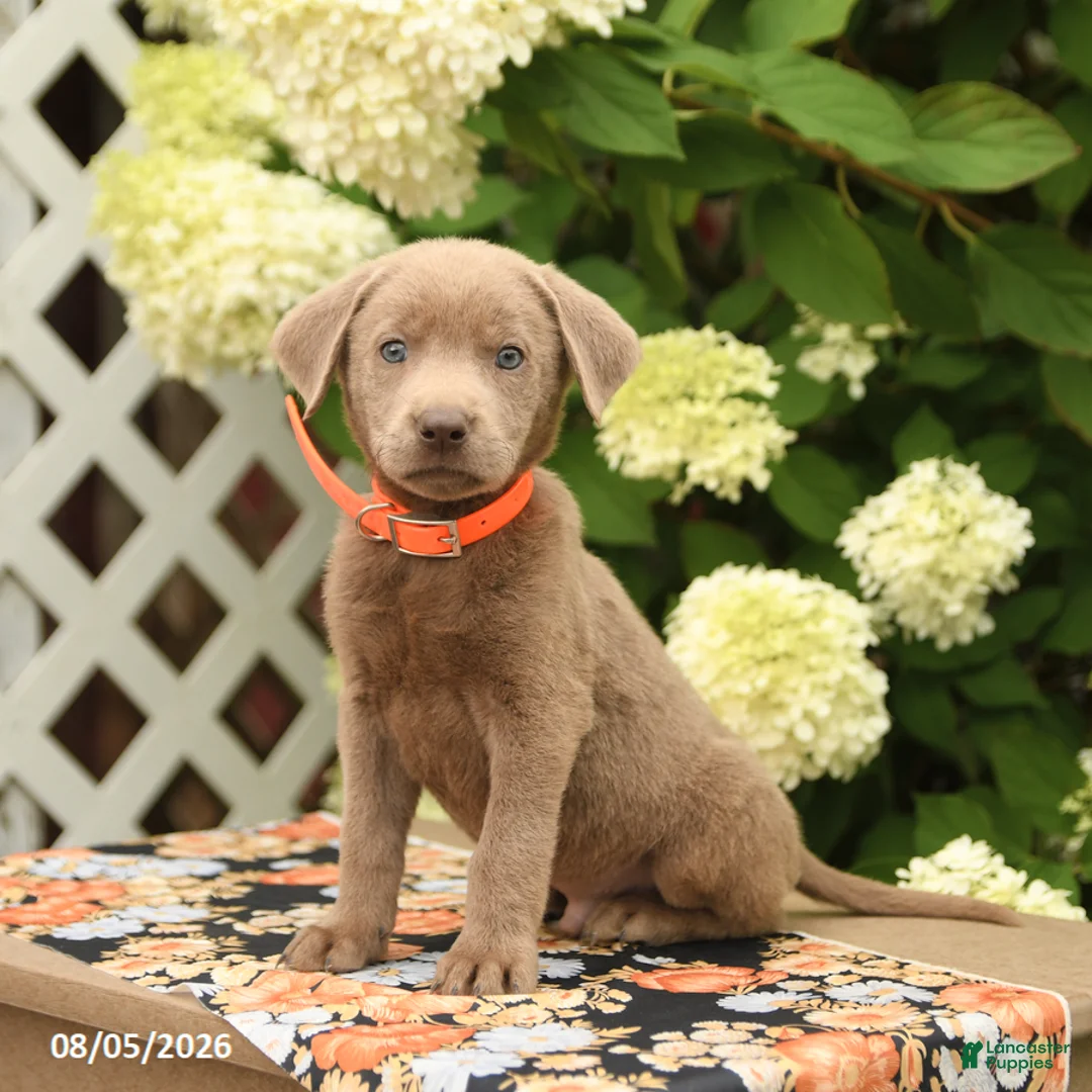 Labrador Retriever dogs for sale: Monty - Ad 2