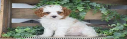 Cavapoo dogs for sale: Daisy - Ad 5