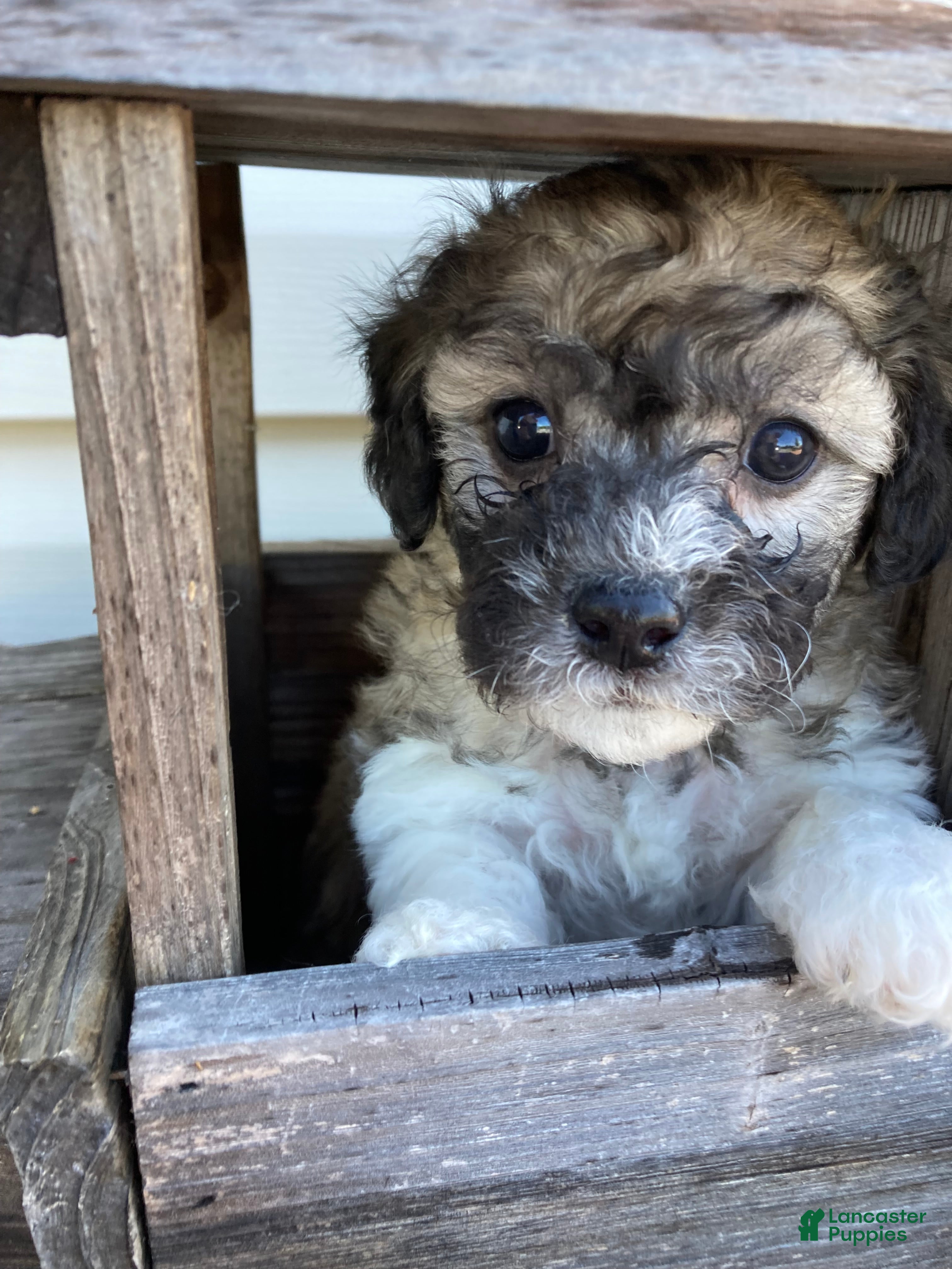 Mixed Breed dogs Lexi - Ad 1