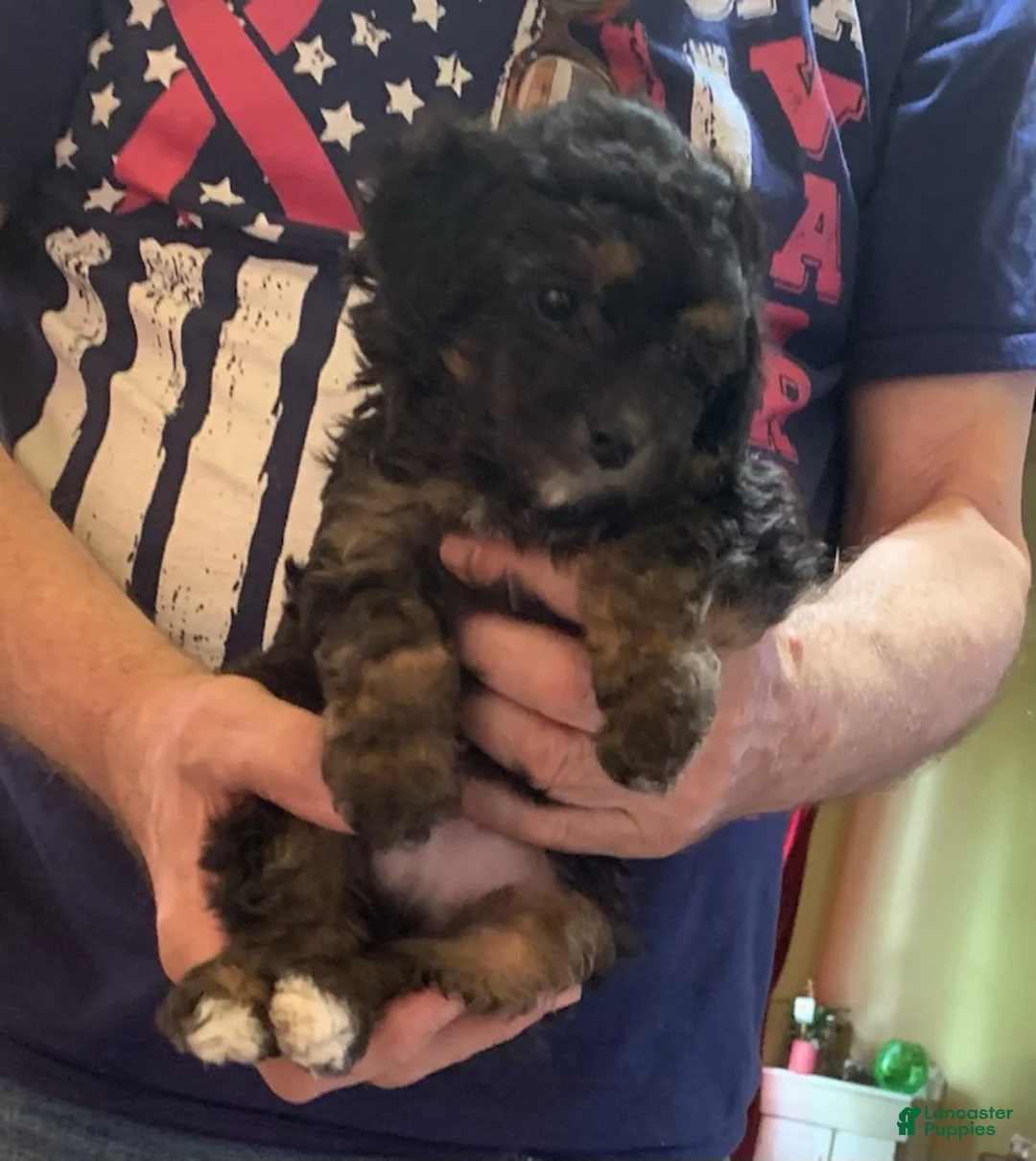 Toy Poodle dogs for sale: Phantom - Ad 3