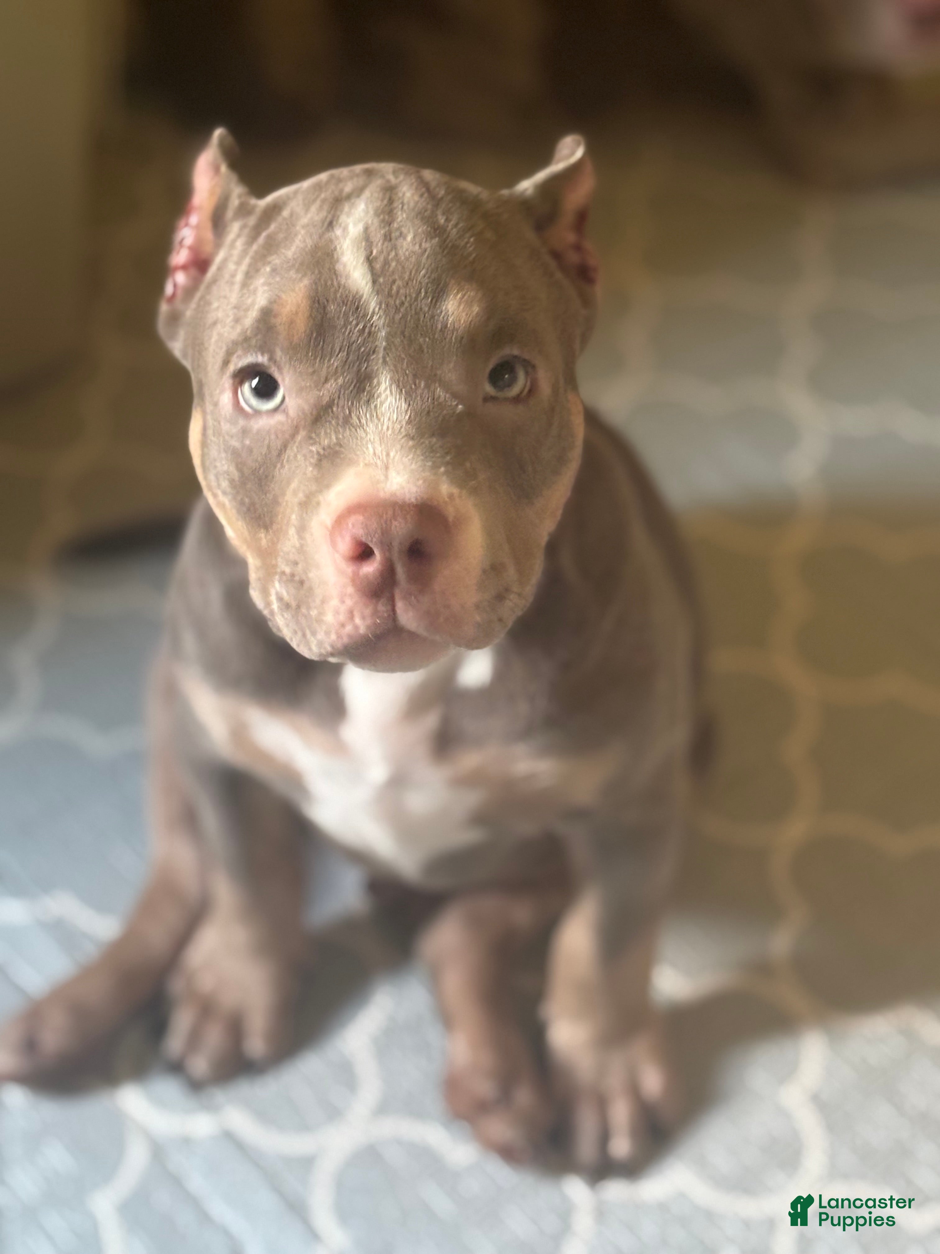 American Bully dogs American Bully Puppy 1 - Ad 41