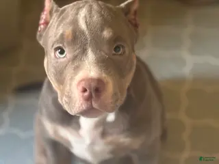 American Bully dogs American Bully Puppy 1 - Ad 41