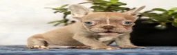 French Bulldog dogs for sale: Wendall - Ad 3
