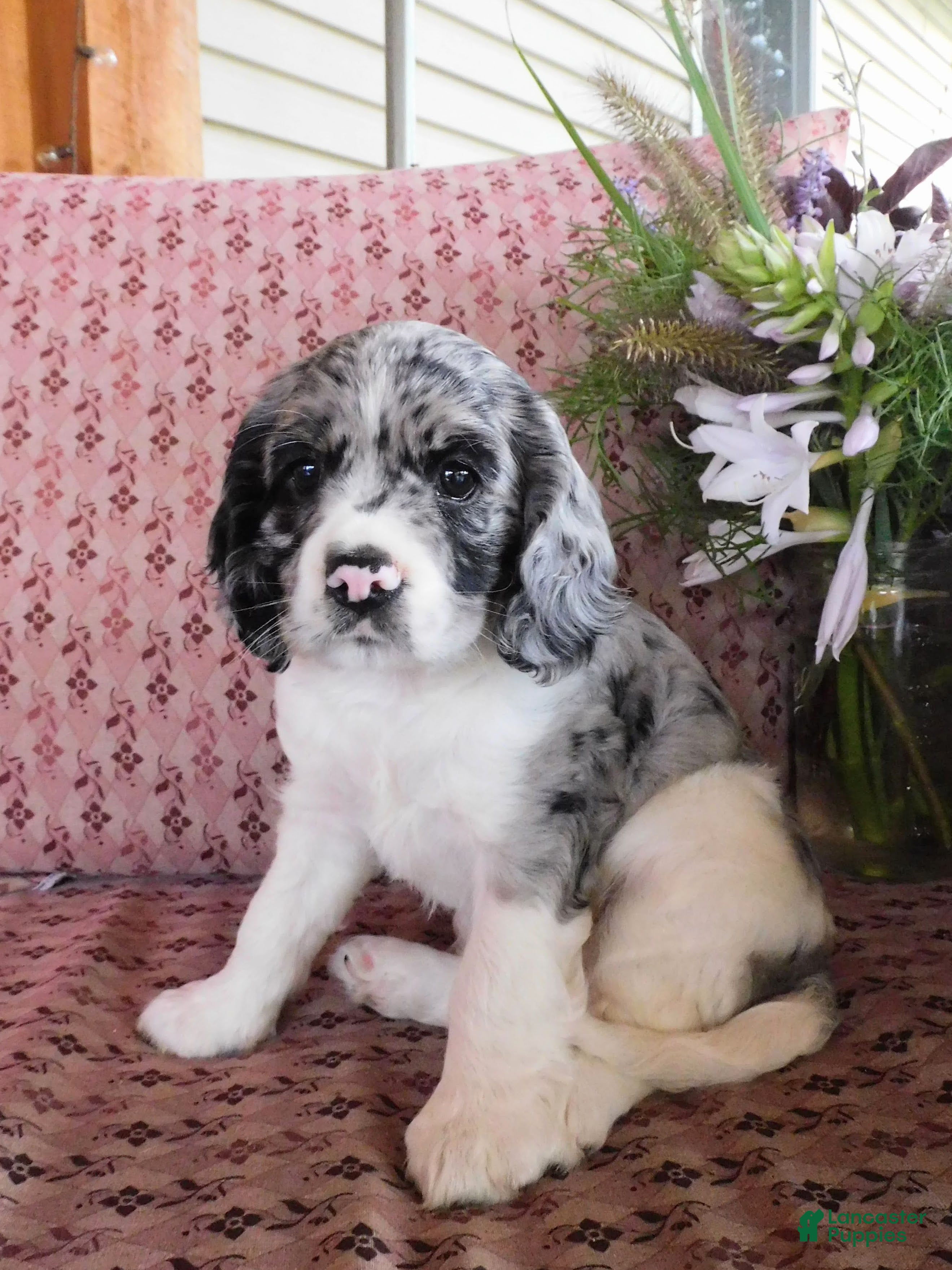 Cockalier dogs Atlantic  - Ad 1