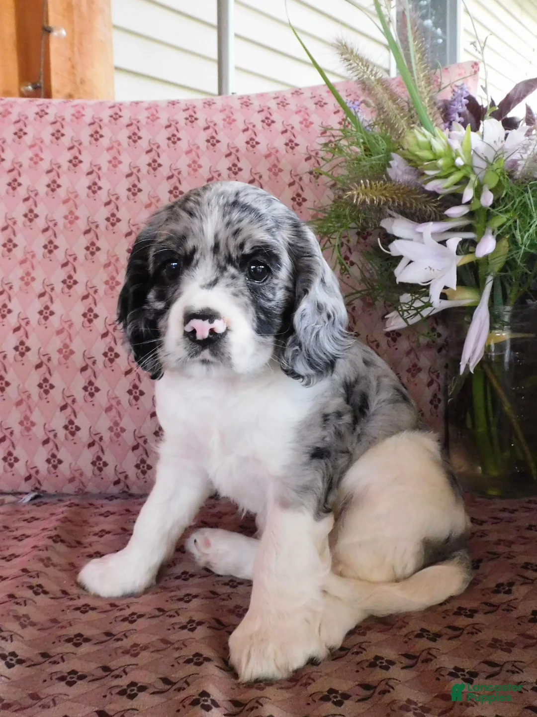 Cockalier dogs for sale: Atlantic  - Ad 1