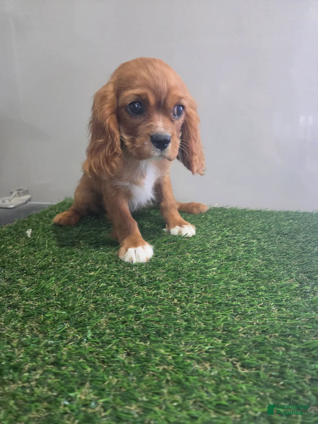 Cavalier King Charles Spaniel dogs for sale: Maisie - Ad 1