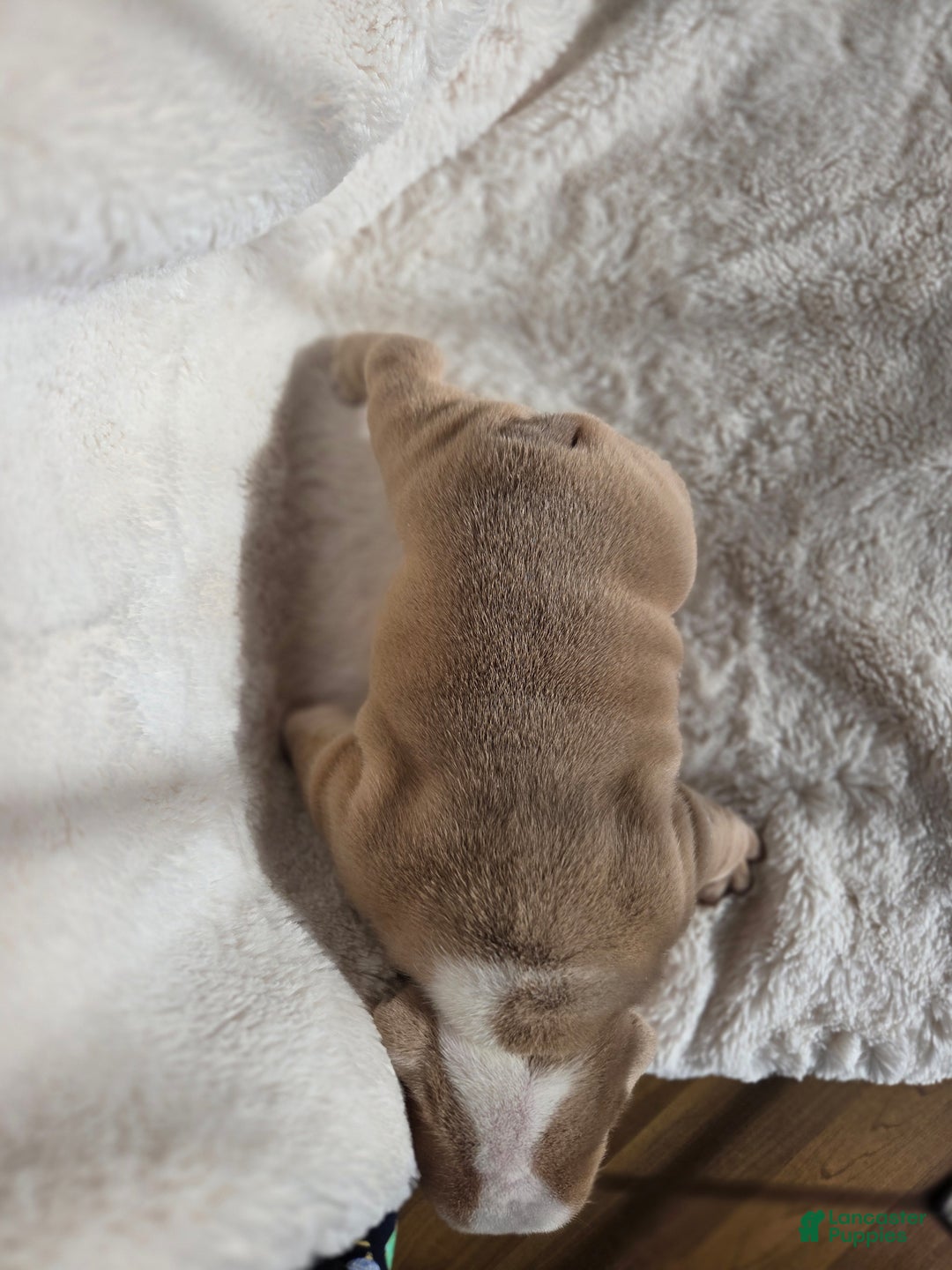 English Bulldog dogs for sale: Creme Puff - Ad 3