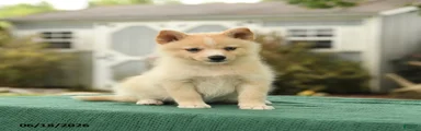 Kloey