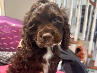 Cocker Spaniel dogs for sale: Luna- Akc Cocker Spaniel - Ad 3