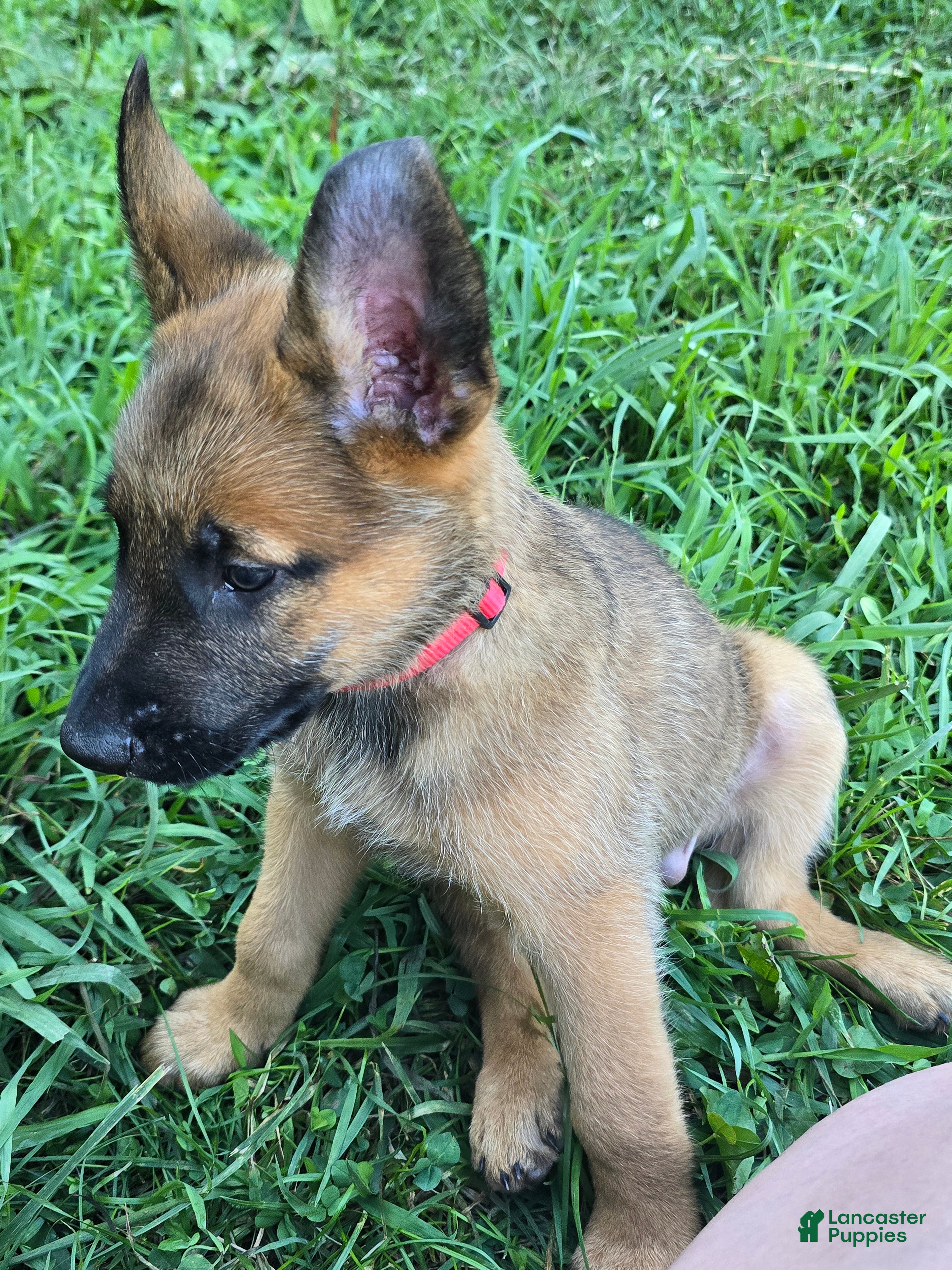 Belgian Malinois dogs Belgian Malinois 1 RED - Ad 1