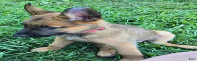 Belgian Malinois 1 RED