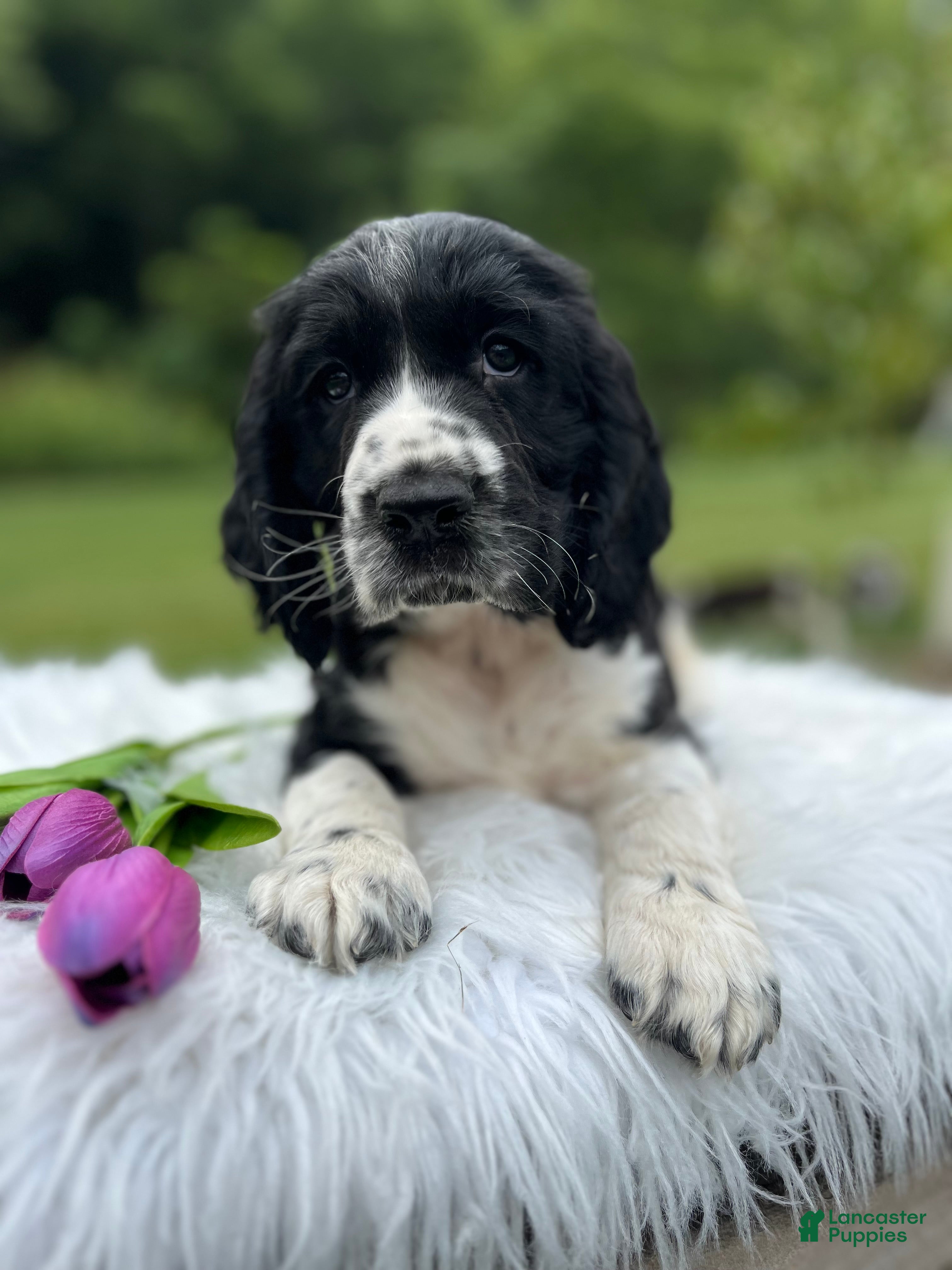 English Springer Spaniel dogs Dallas - Ad 2