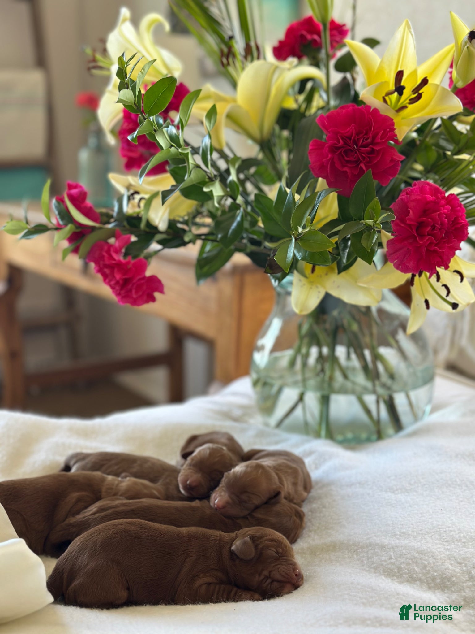 Australian Labradoodle dogs for sale: Cove - Ad 5