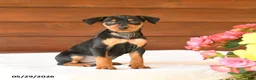 Miniature Pinscher dogs for sale: Carter - Ad 2