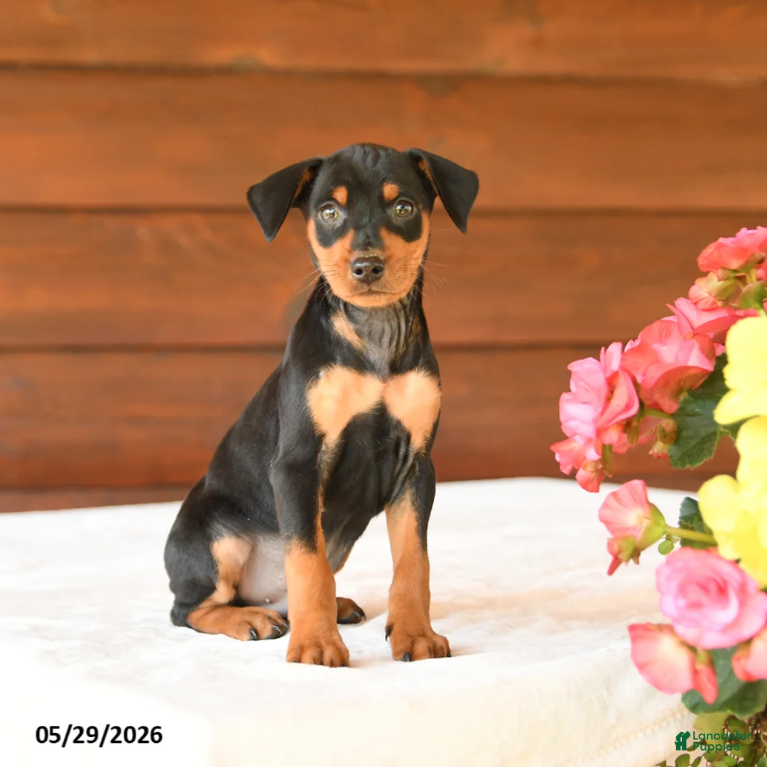 Miniature Pinscher dogs for sale: Carter - Ad 2