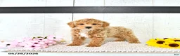 Miniature Poodle dogs for sale: Robert - Ad 5