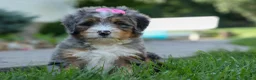 Mini Bernedoodle dogs for sale: 🐾 Primrose 🐾 - Ad 4