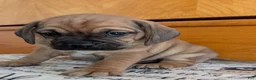 Puggle dogs for sale: Kidd - Ad 3