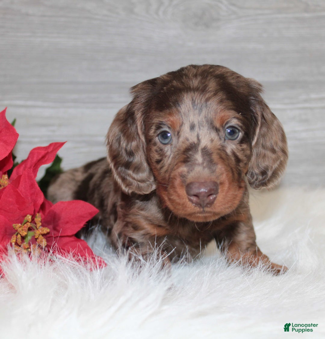 Dachshund dogs for sale: Branson - Ad 5