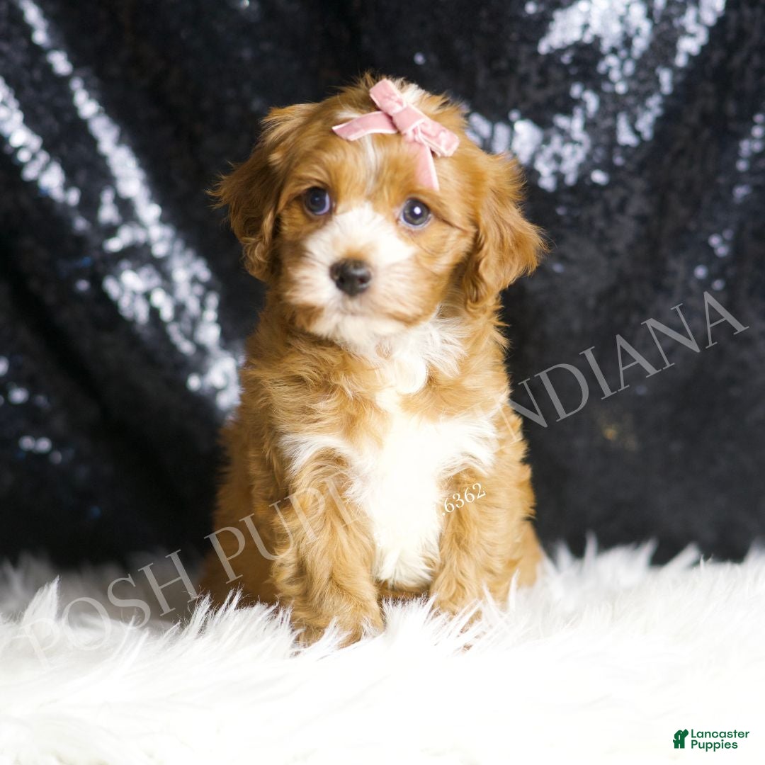 Cavapoo dogs Clover - Ad 7