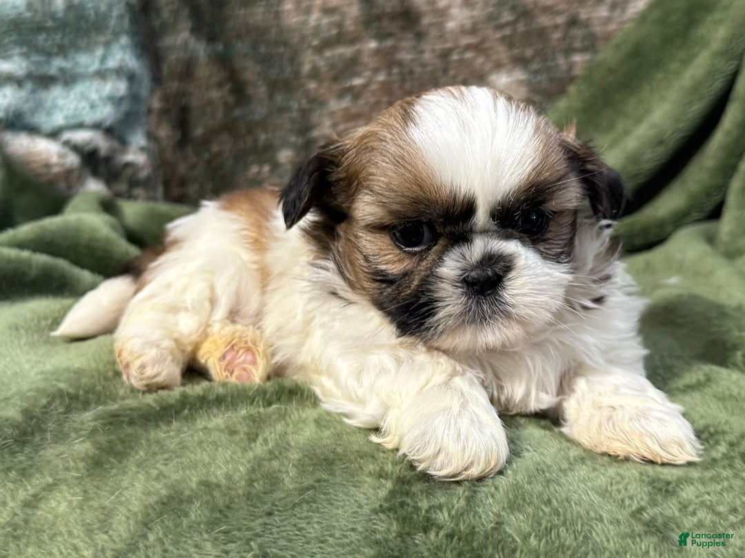 Shih Tzu dogs for sale: Daisy - Ad 2