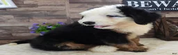 Mini Bernedoodle dogs for sale: Male #9 (Splash's) - Ad 3