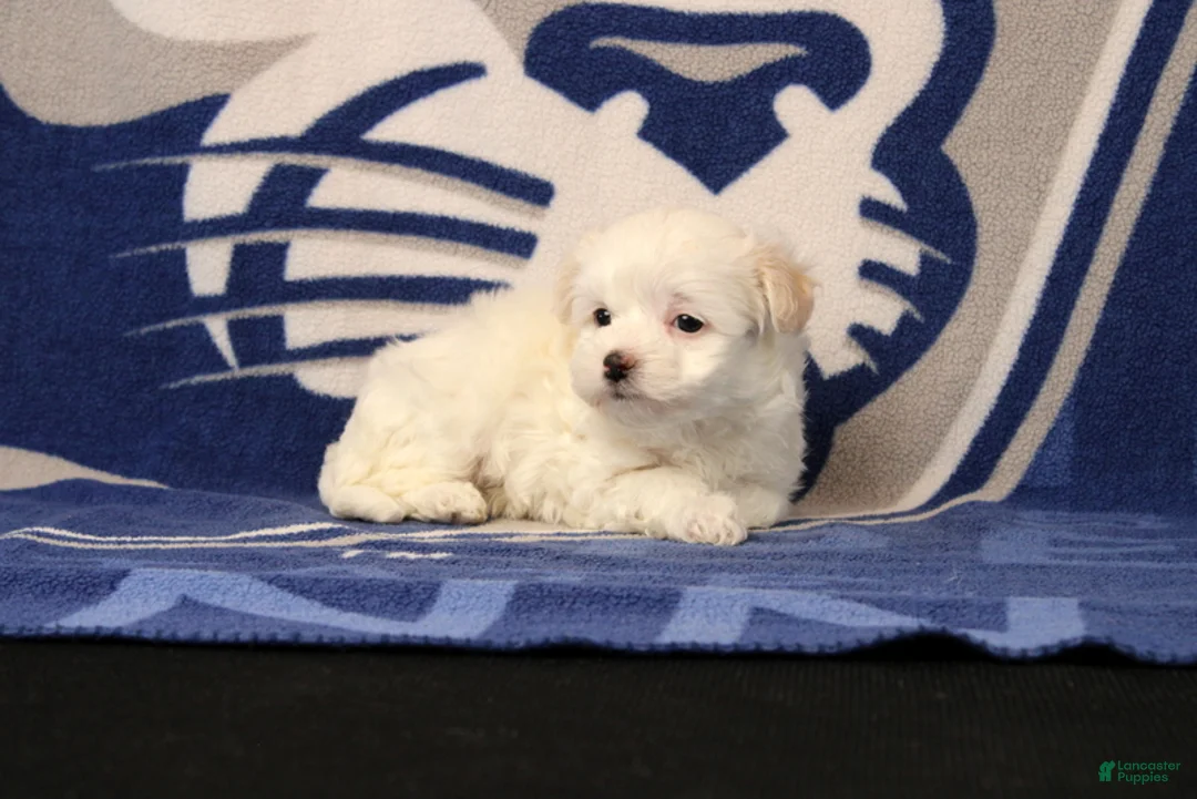 Maltipoo dogs for sale: Ivan - Ad 4