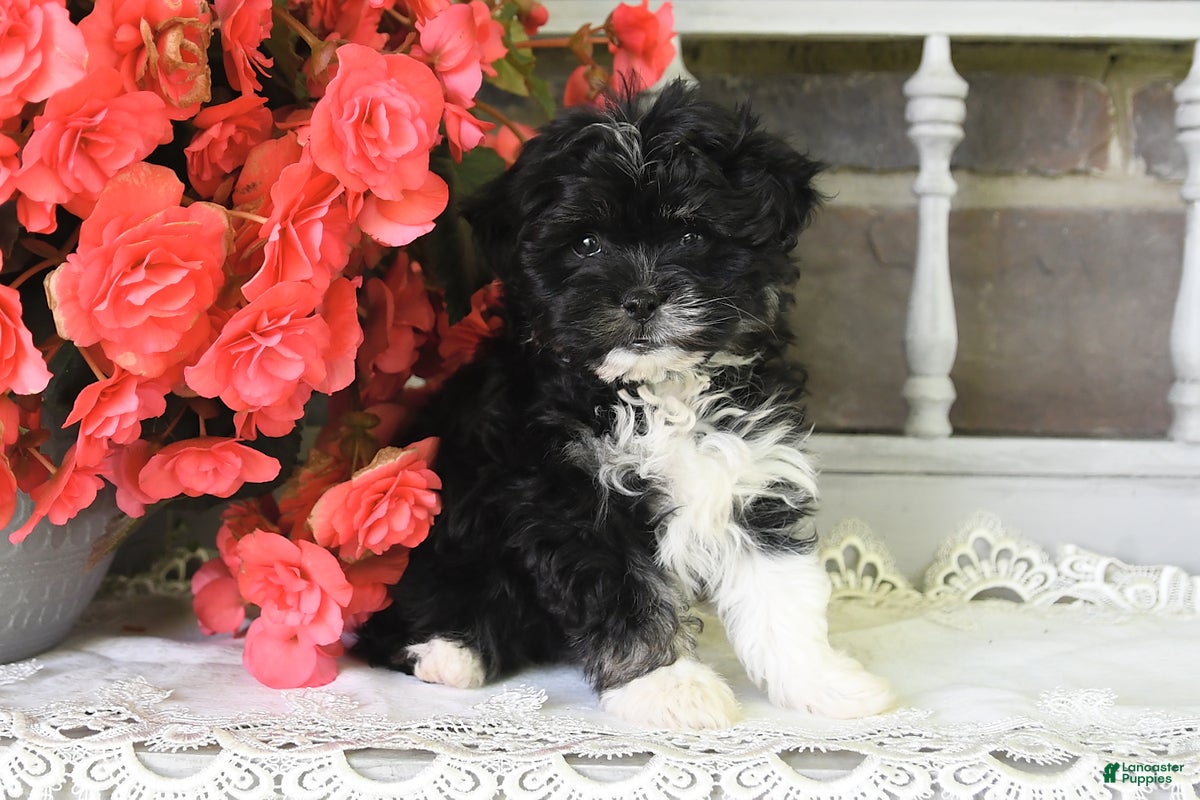 Havanese dogs Princess - Ad 1
