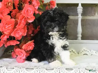 Havanese dogs for sale: Princess - Ad 2