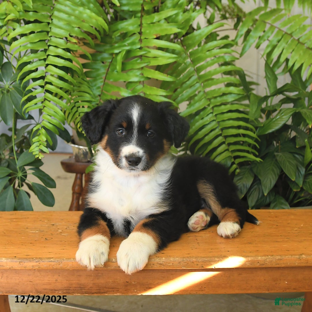 Australian Shepherd dogs for sale: Alex - Ad 4