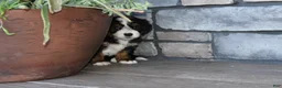 Mini Bernedoodle dogs for sale: Jodie - Ad 19