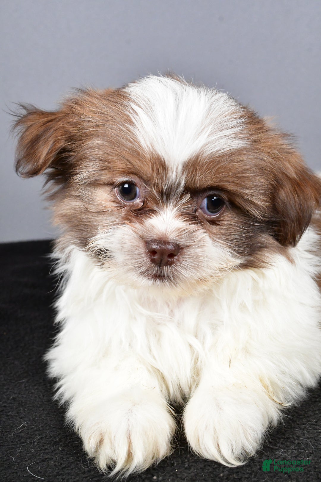 Mixed Breed dogs for sale: Kate - Ad 5