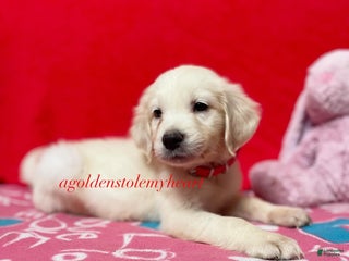 Golden Retriever dogs - Ad 19