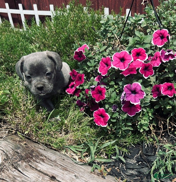 Mixed Breed dogs  boy - Ad 15