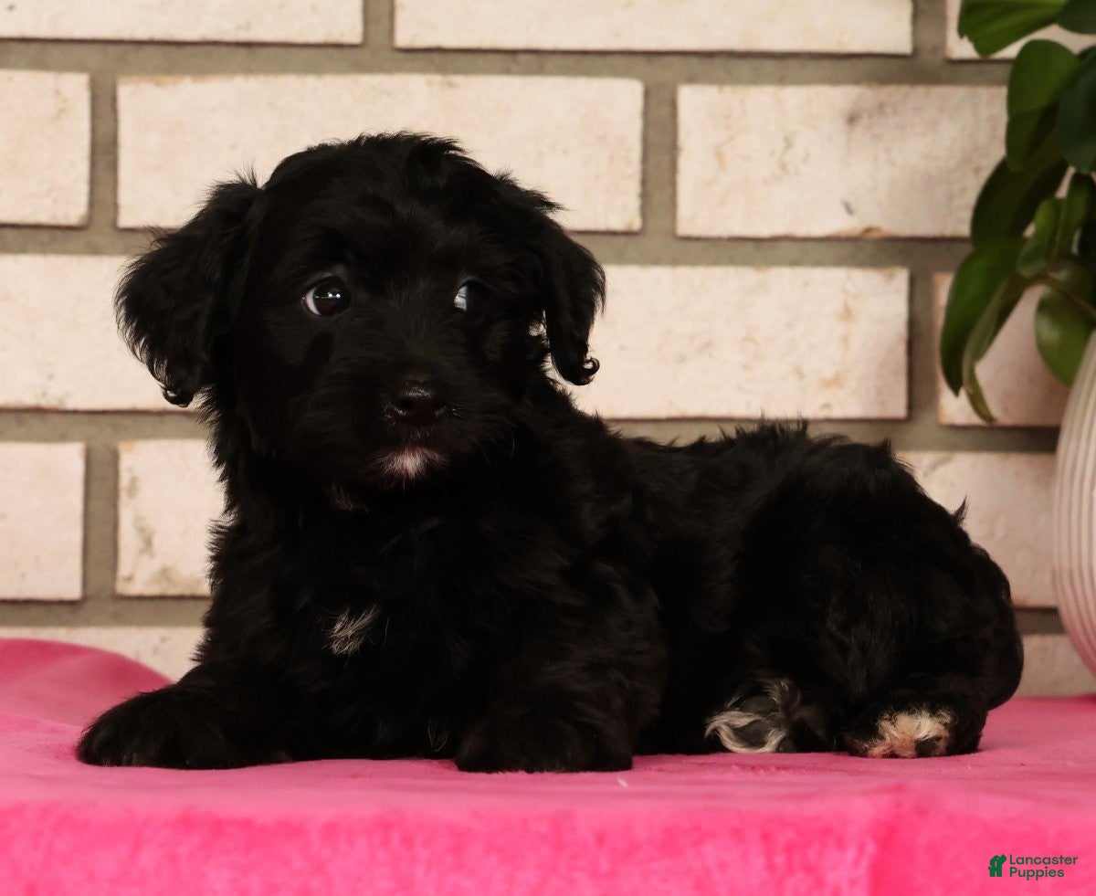 Yorkiepoo dogs Elliot - Ad 1