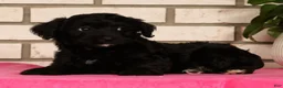 Yorkiepoo dogs for sale: Elliot - Ad 1