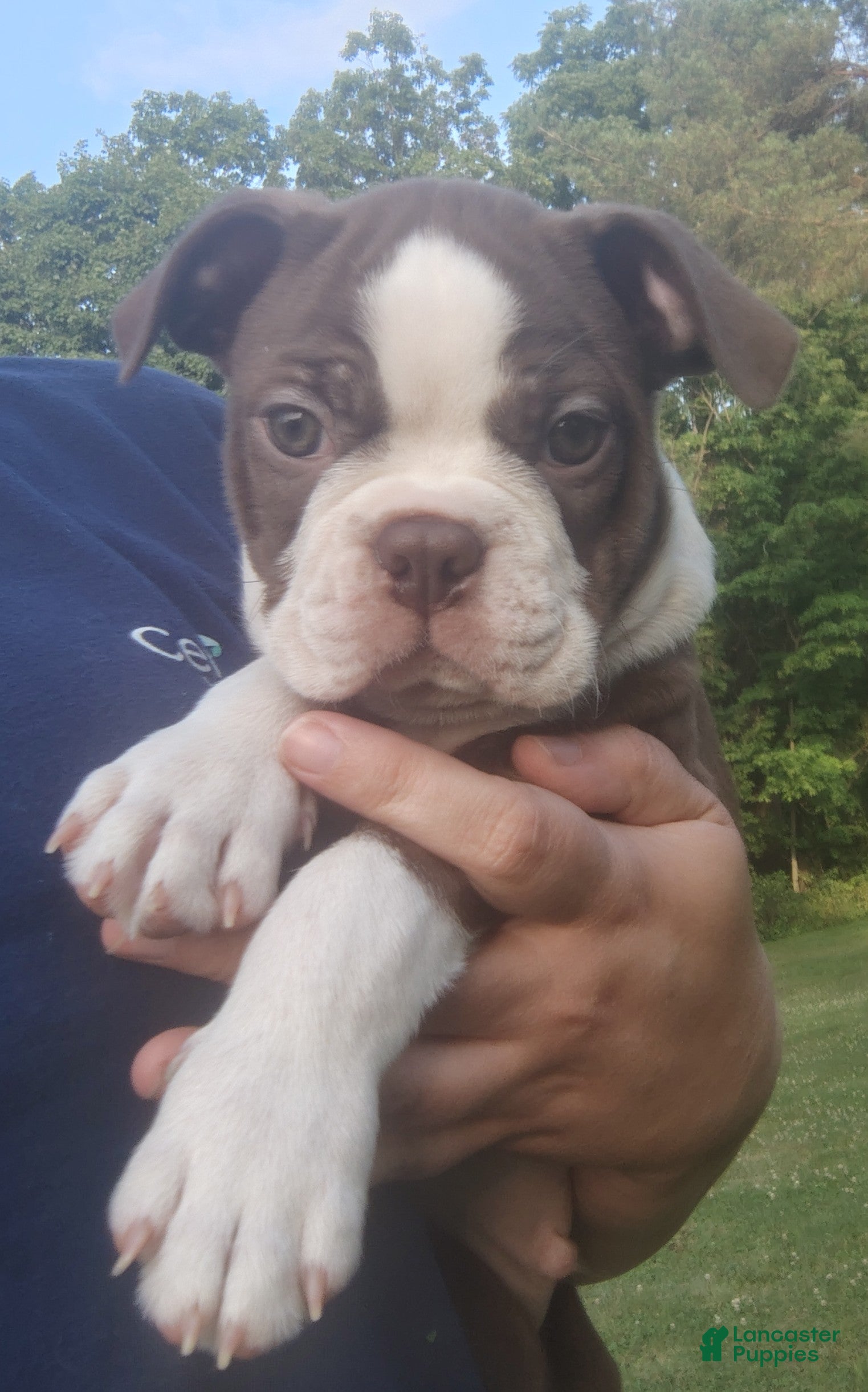 Boston Terrier dogs Fudge  - Ad 1