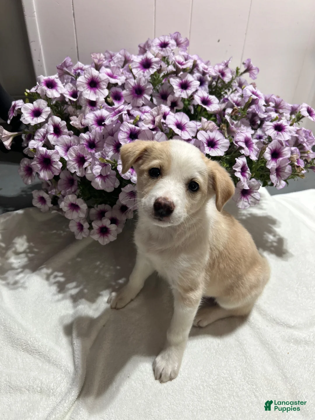 Miniature Australian Shepherd dogs for sale: Missy - Ad 3