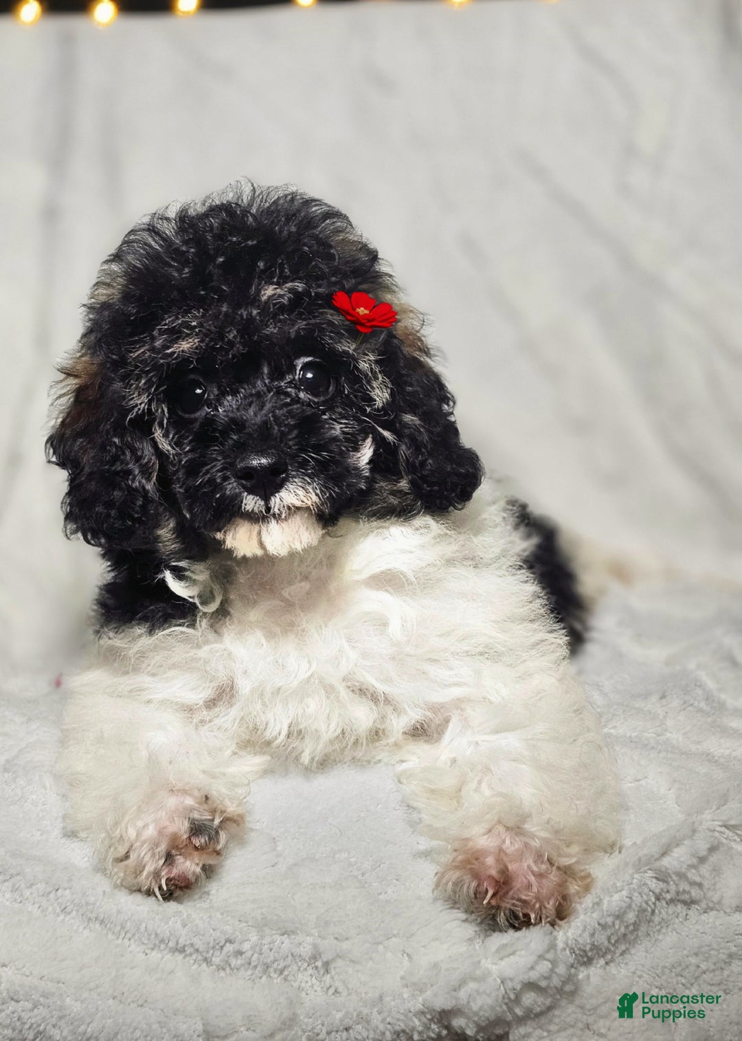 Toy Poodle dogs for sale: Devine - Ad 1