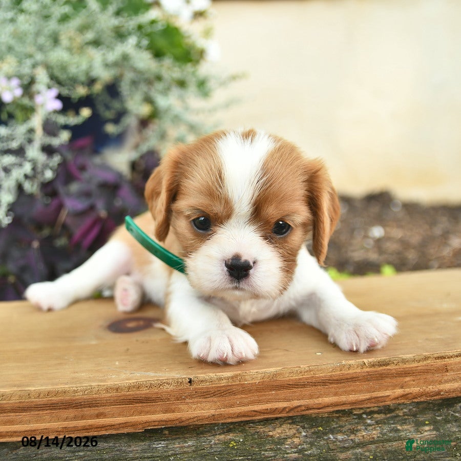 Cavalier King Charles Spaniel dogs Daisy  - Ad 2