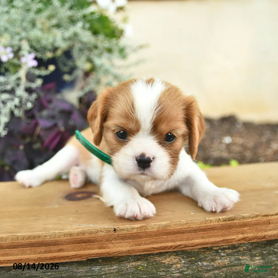 Cavalier King Charles Spaniel dogs for sale: Daisy  - Ad 2