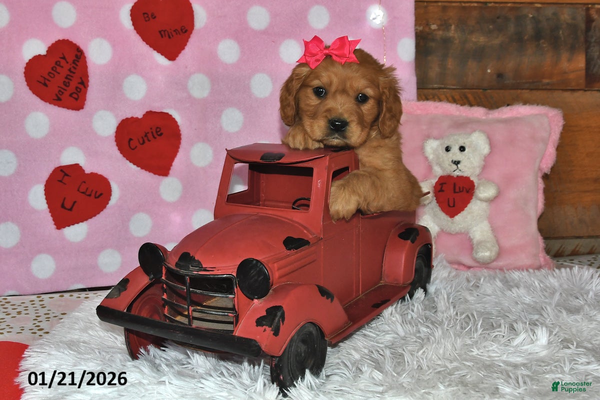 Miniature Golden Retriever dogs Sugar - Ad 3