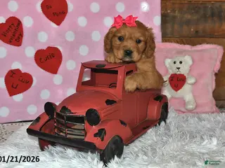 Miniature Golden Retriever dogs Sugar - Ad 4