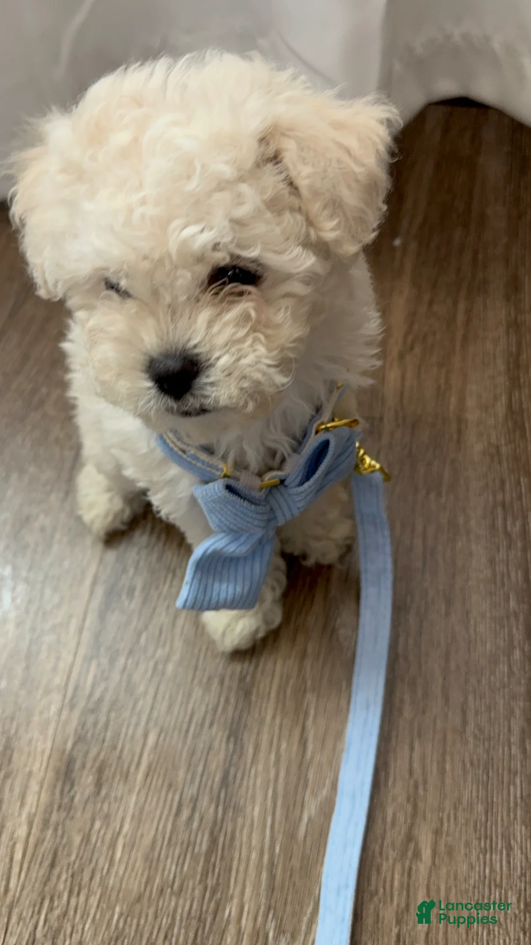Maltipoo dogs for sale: Maltipoo Puppy 1 - Ad 2