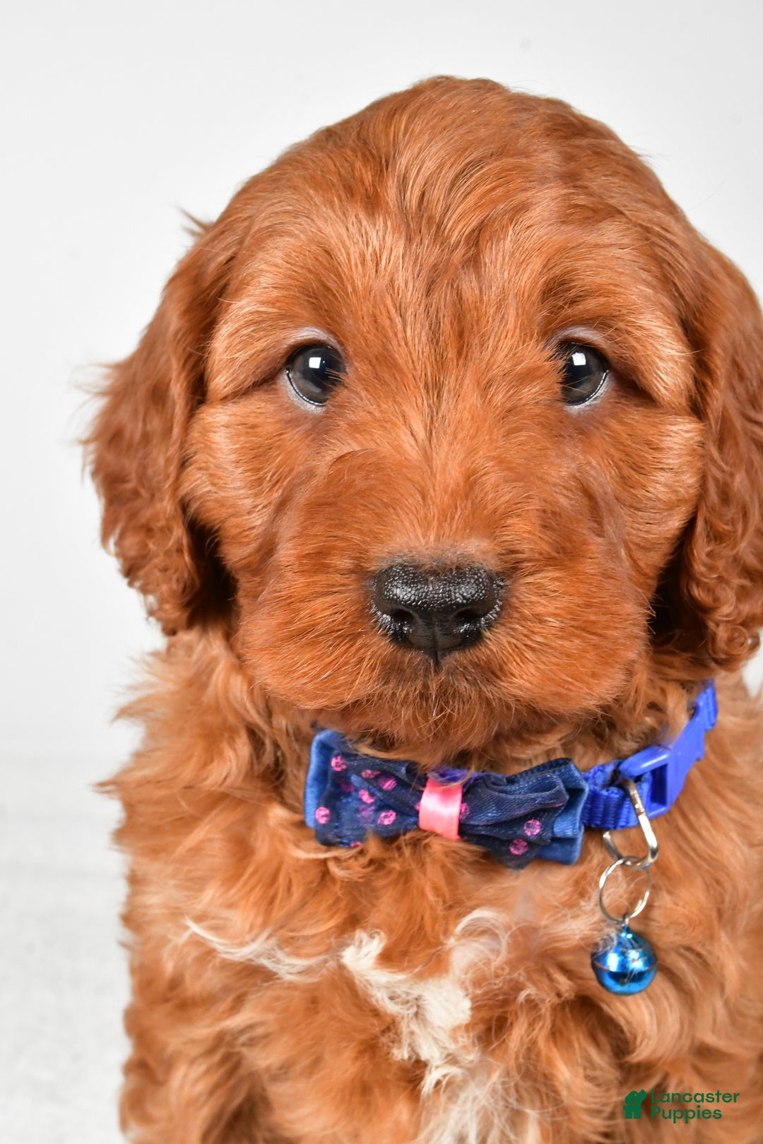 Cavapoo dogs for sale: Theodore - Ad 8